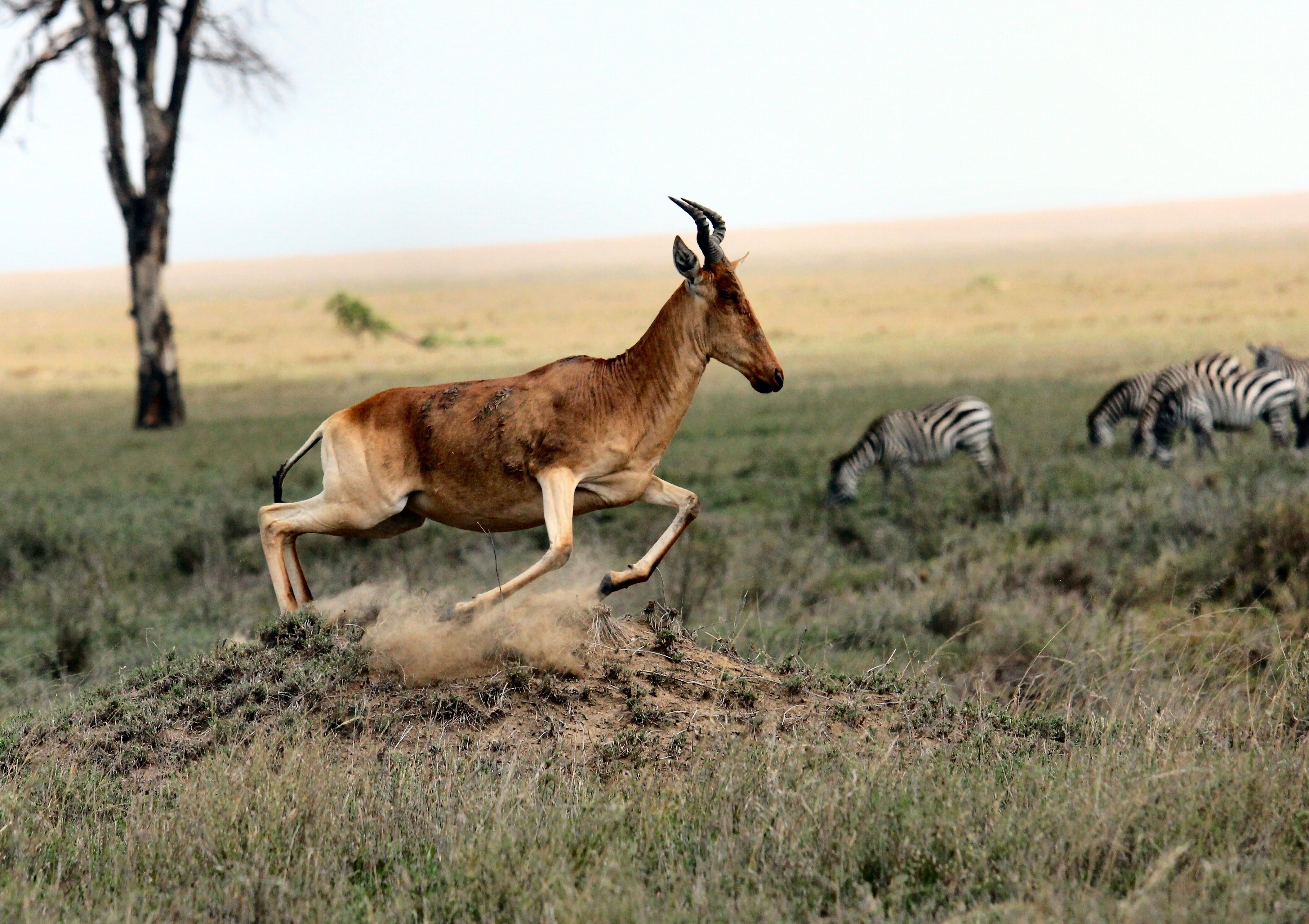 Tanzania Safari