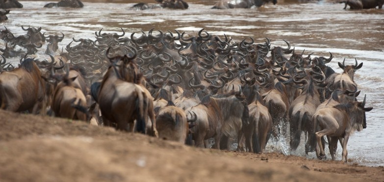 tourhub | Widerange African Safaris | Best 6 days Serengeti Migration Mara River Safari Tour Packages 