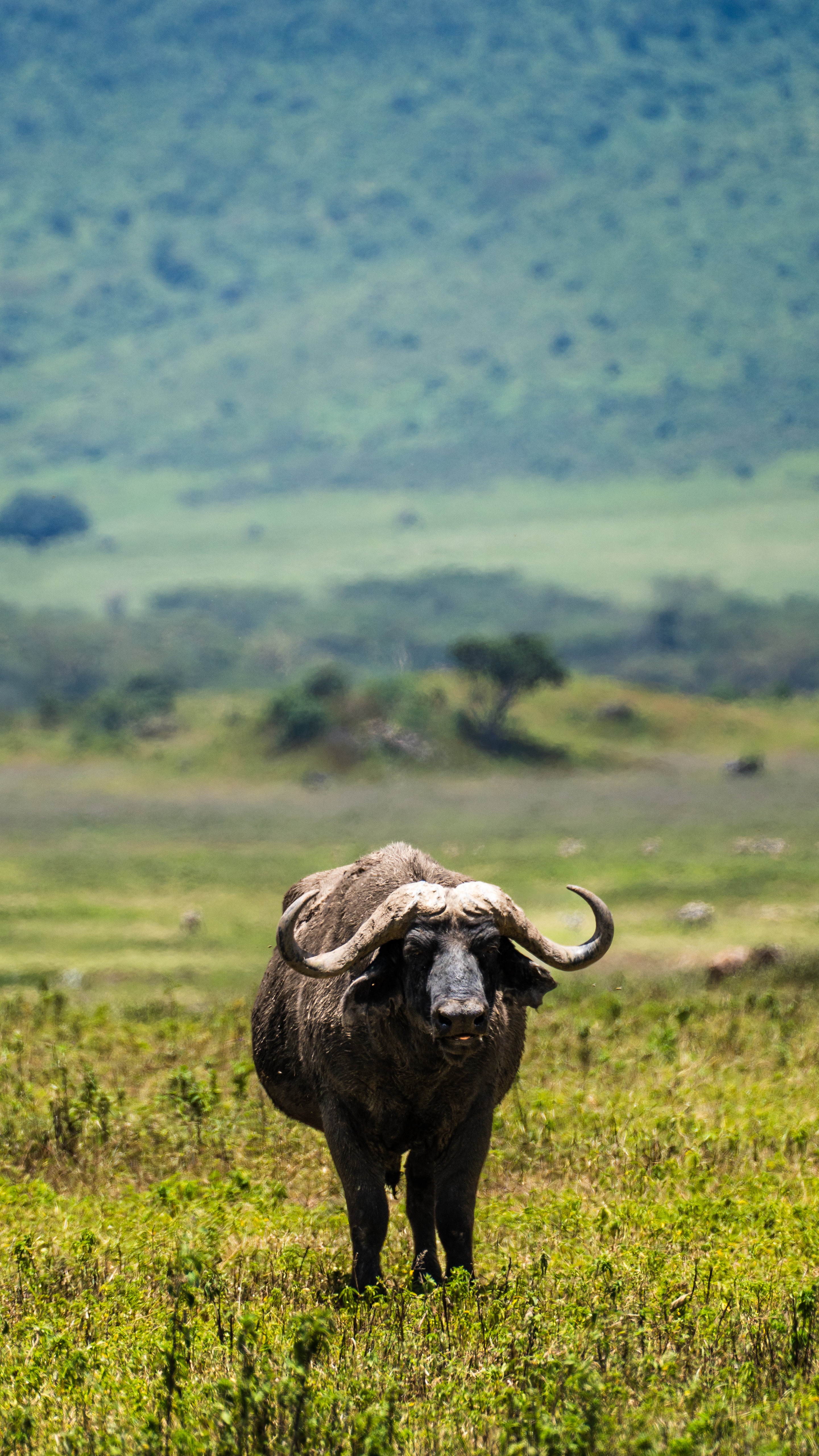 tourhub | Beach and Safari Holidays | Explore the Serengeti and More in 5 Days 