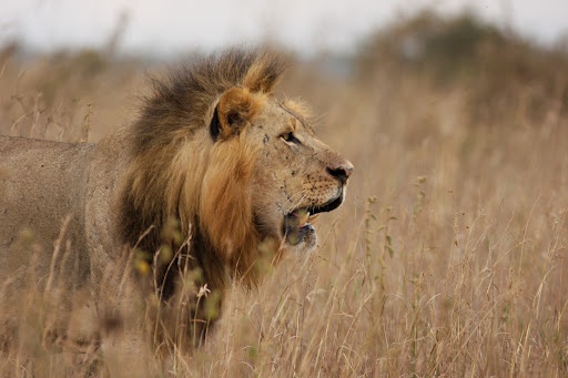 tourhub | Jossec Tours and Safaris | 3 DAY MASAI MARA SAFARI ADVENTURE . 