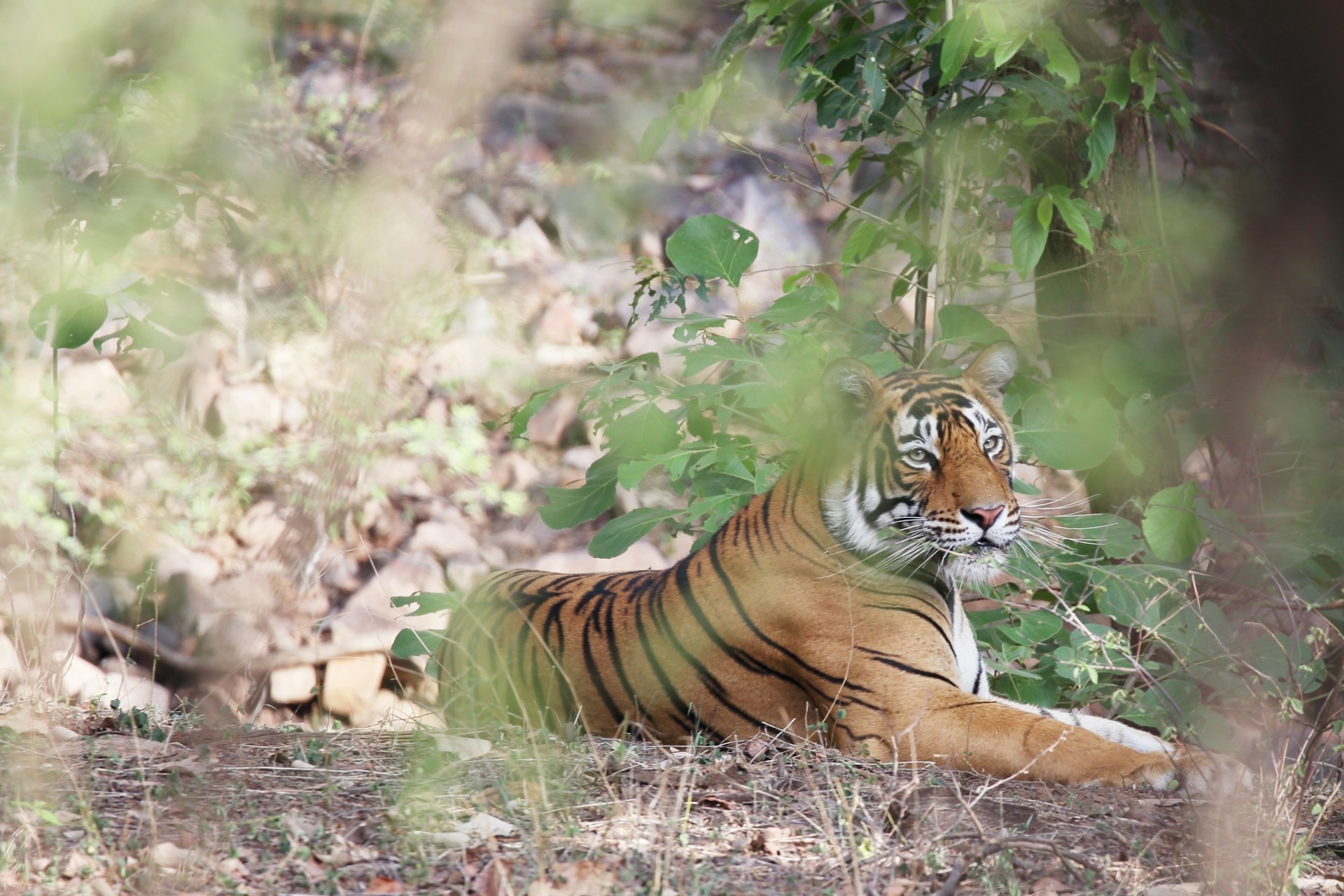 tourhub | Go Book Tours | 04 Days Ranthambore Tiger Tour With Agra & Jaipur By Car From Delhi 