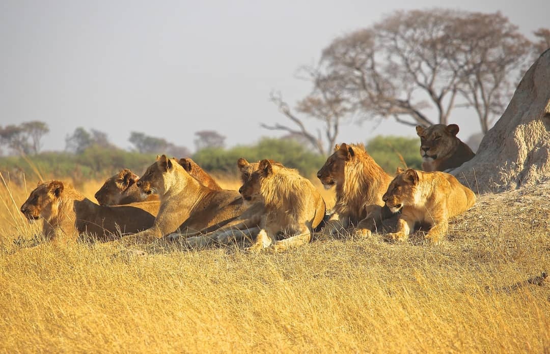 tourhub | Africa Endless Safaris and Holiday | Annual Great Migration Safari | 0003