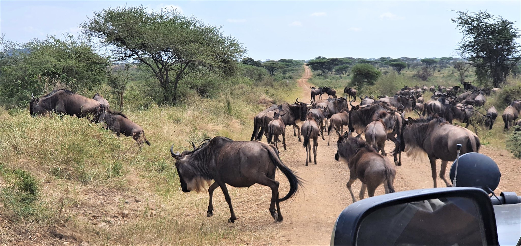 tourhub | Beach and Safari Holidays | Classic Drive Safari Tarangire & Ngorongoro Crater 