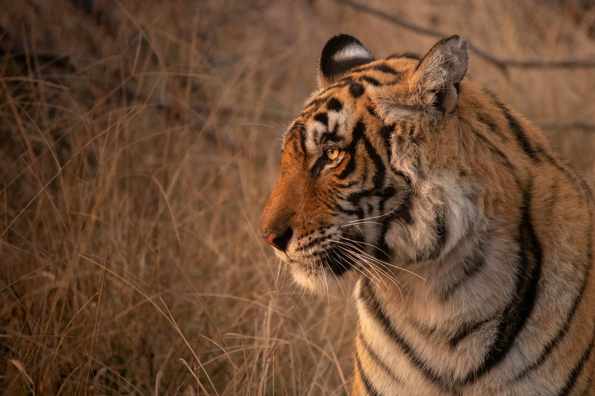 tourhub | Go Book Tours | Golden Triangle Tour with Ranthambore 