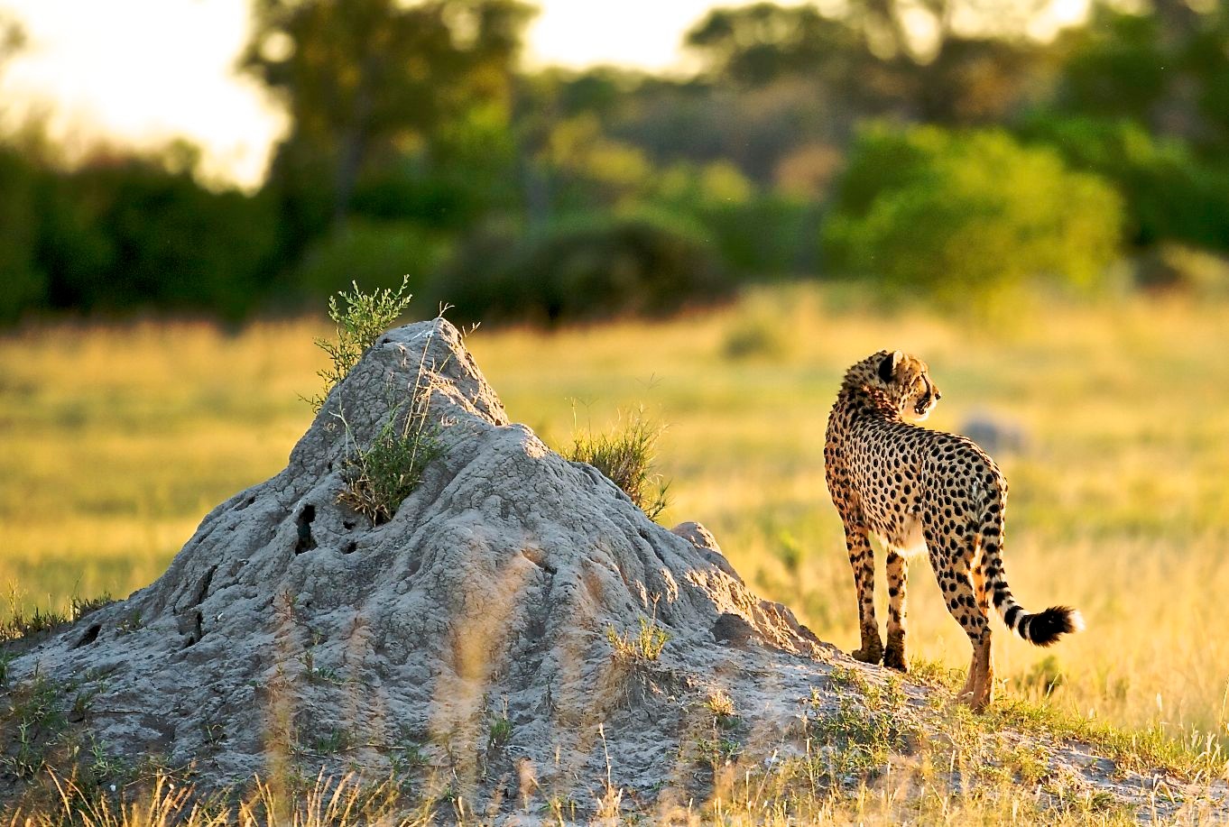 tourhub | Alaitol Safari | Camping Safari To Manyara, Serengeti and  Ngorongoro. 