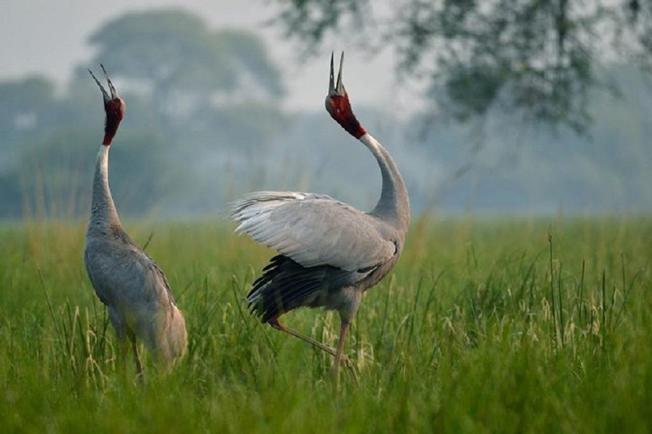 tourhub | Sami Travel Agra | Golden Triangle Tour with Bharatpur 5 Days/4 Nights 