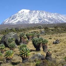 tourhub | Spider Tours And Safaris | 8 Days Kilimanjaro Climb Northern Circuit Route 