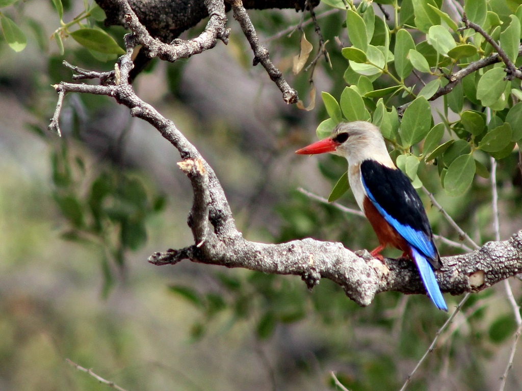 tourhub | Finot Tour and Safari Ethiopia | Bird watching Tour 4 Days 