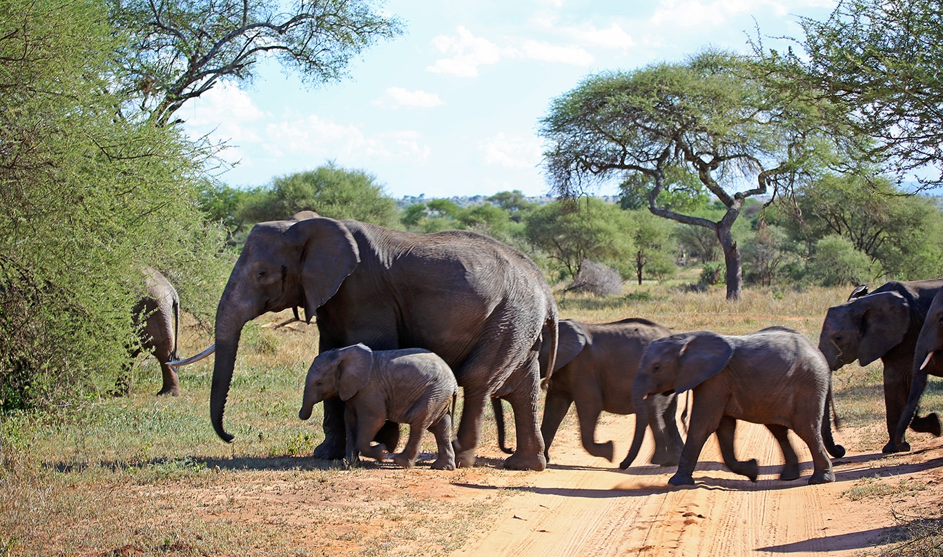 tourhub | Beach and Safari Holidays | The Best of Tanzania's National Parks 