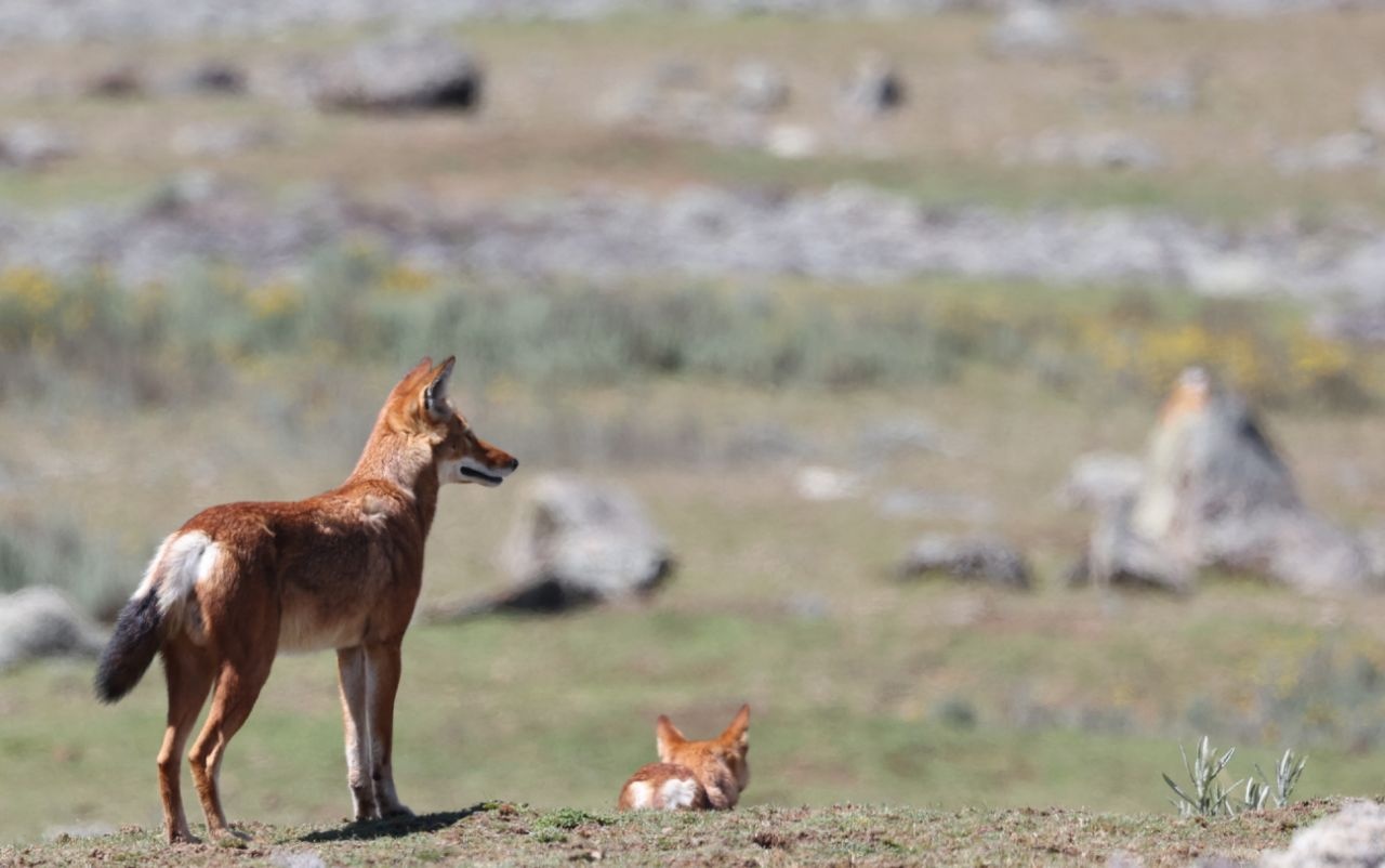 tourhub | Armaye Ethiopia Tours | Ethiopian Unique Wildlife  Safari 