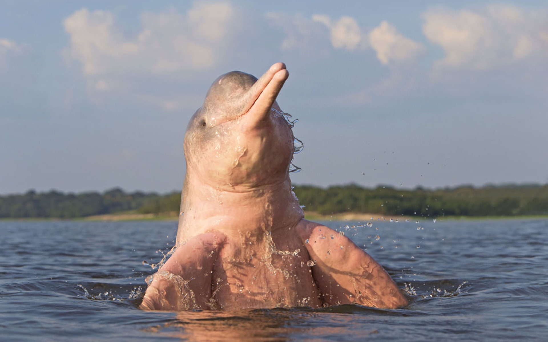 Амазонский дельфин 4. Розовый Дельфин амазонки. Пресноводный Дельфин амазонки. Амазонский Дельфин речные дельфины. Река Амазонка розовый Дельфин.
