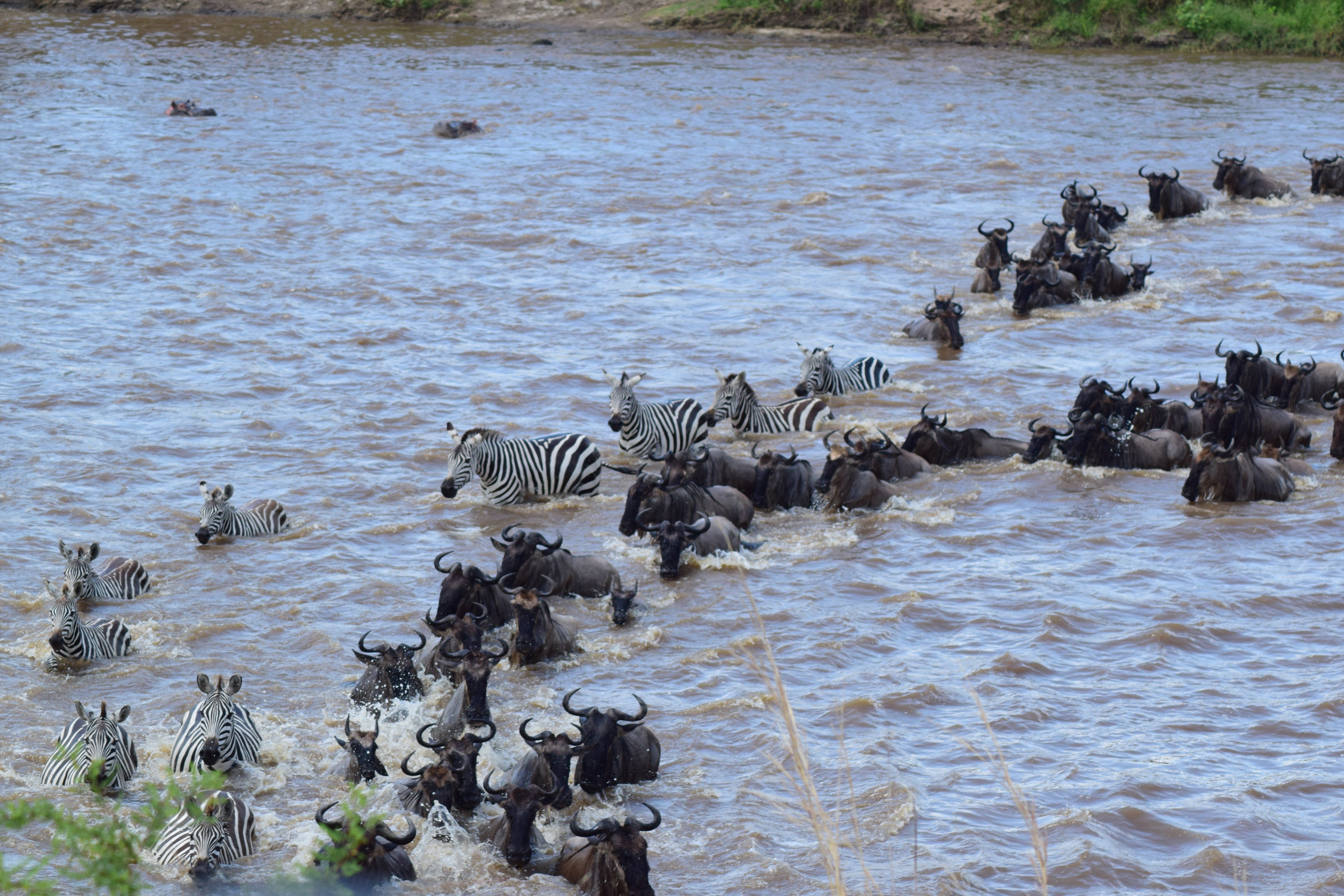 tourhub | Widerange African Safaris | 7 Days River crossing Serengeti migration Safari private Safari 