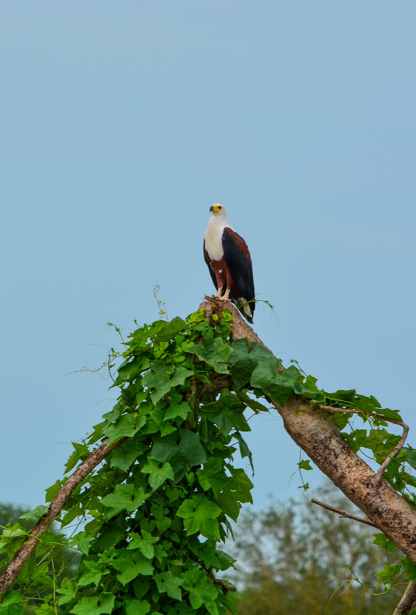 tourhub | Beach and Safari Holidays | The Best of Tanzania 