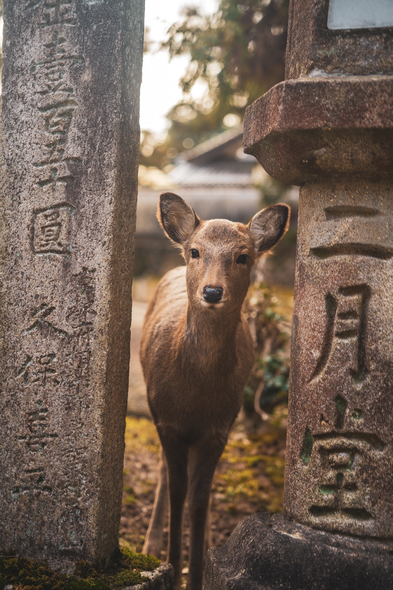 tourhub | One Life Adventures | Osaka & Hiroshima Snapshot 