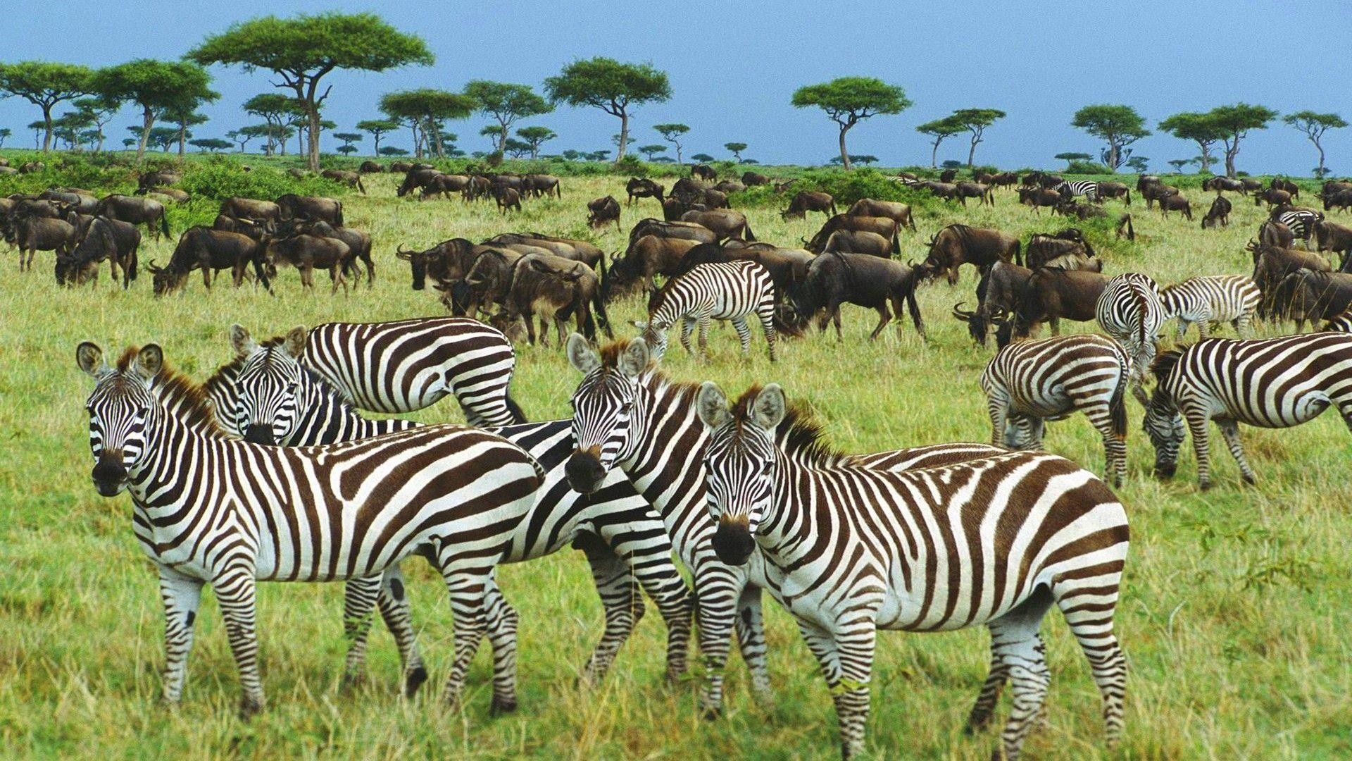 tourhub | Widerange African Safaris | 7 Days River crossing Serengeti migration Safari private Safari 