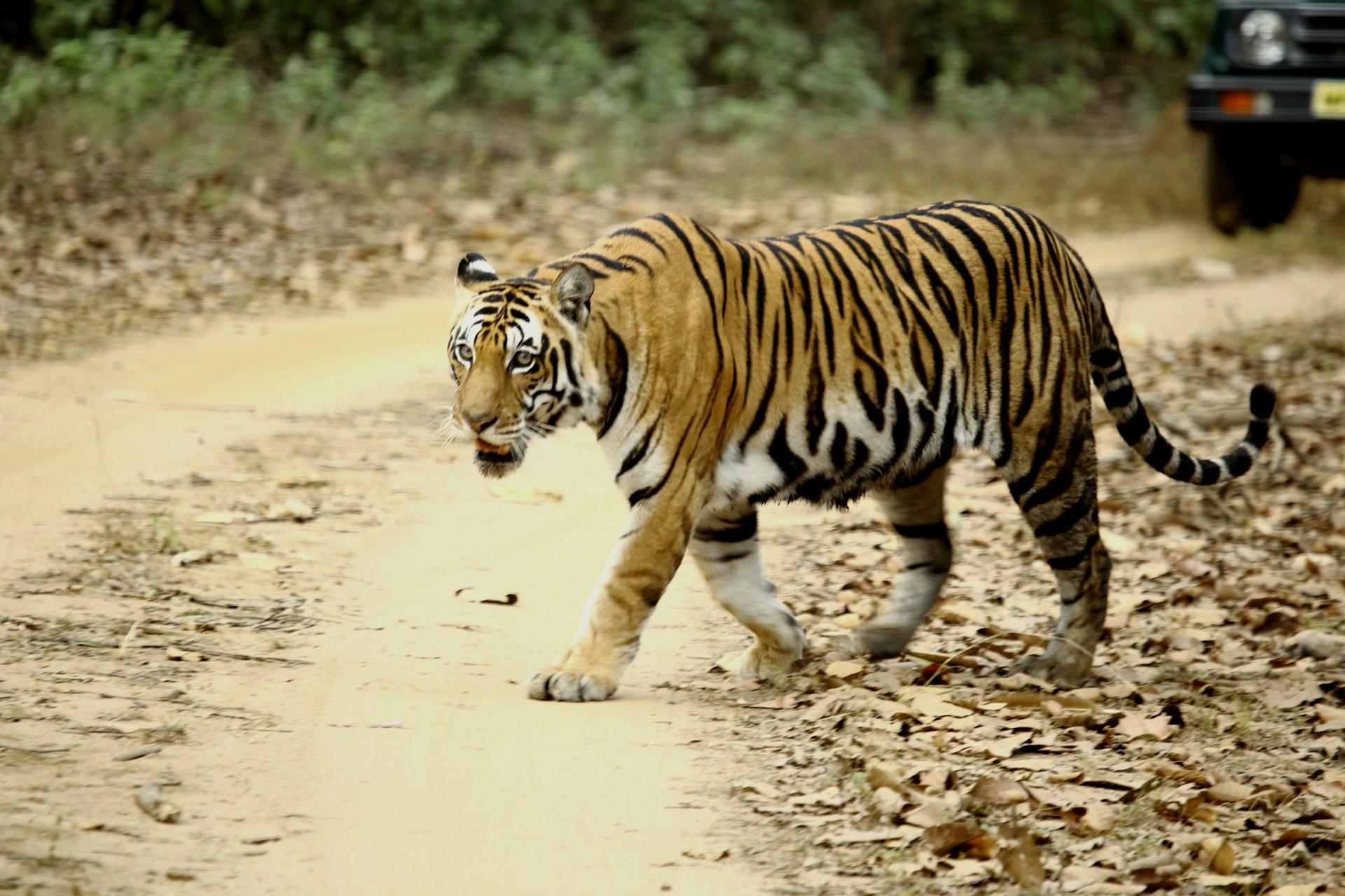 tourhub | Go Book Tours | Best Tiger Safari in India 