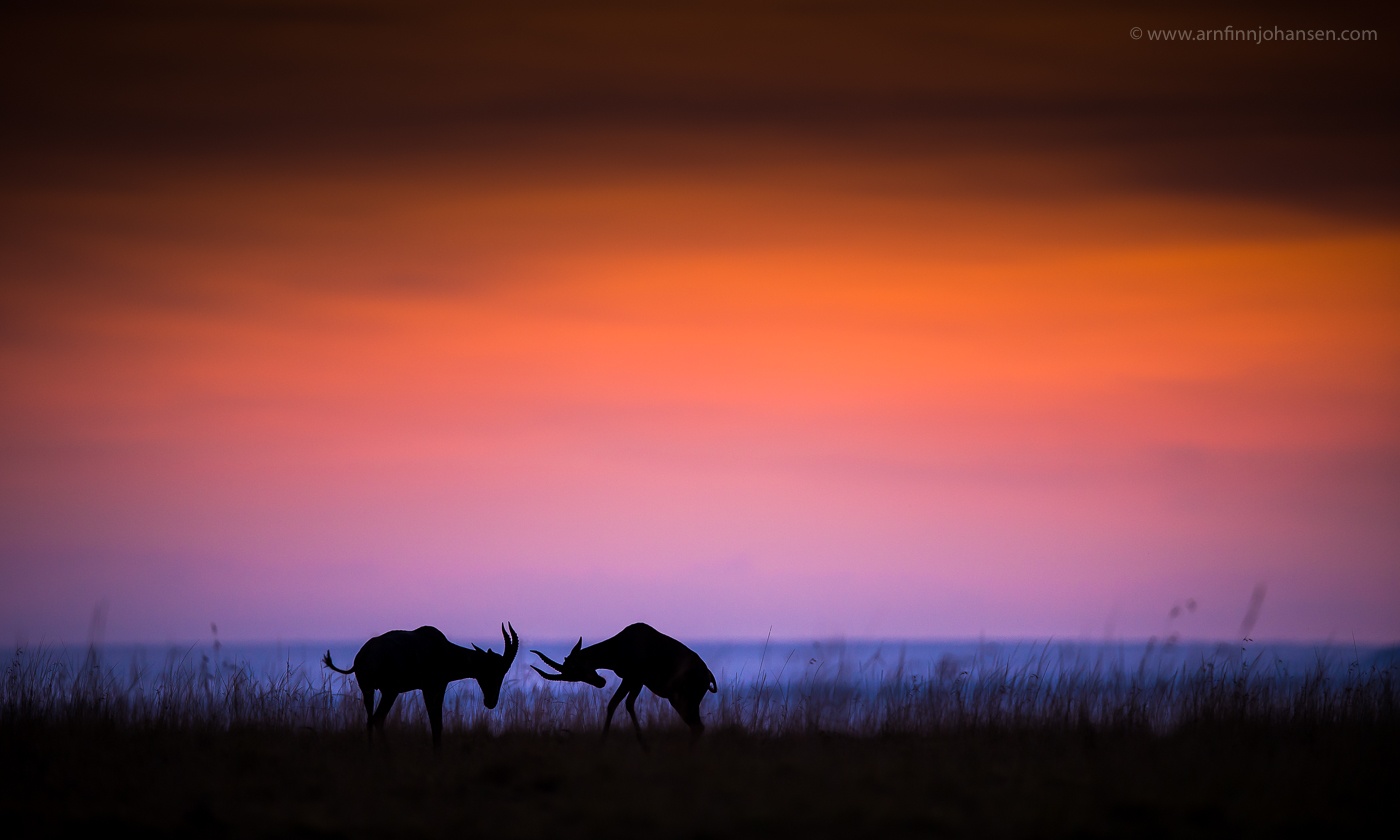 tourhub | Wildlife Dreams | Wildlife Dreams at Oltepesi Safari Camp. 