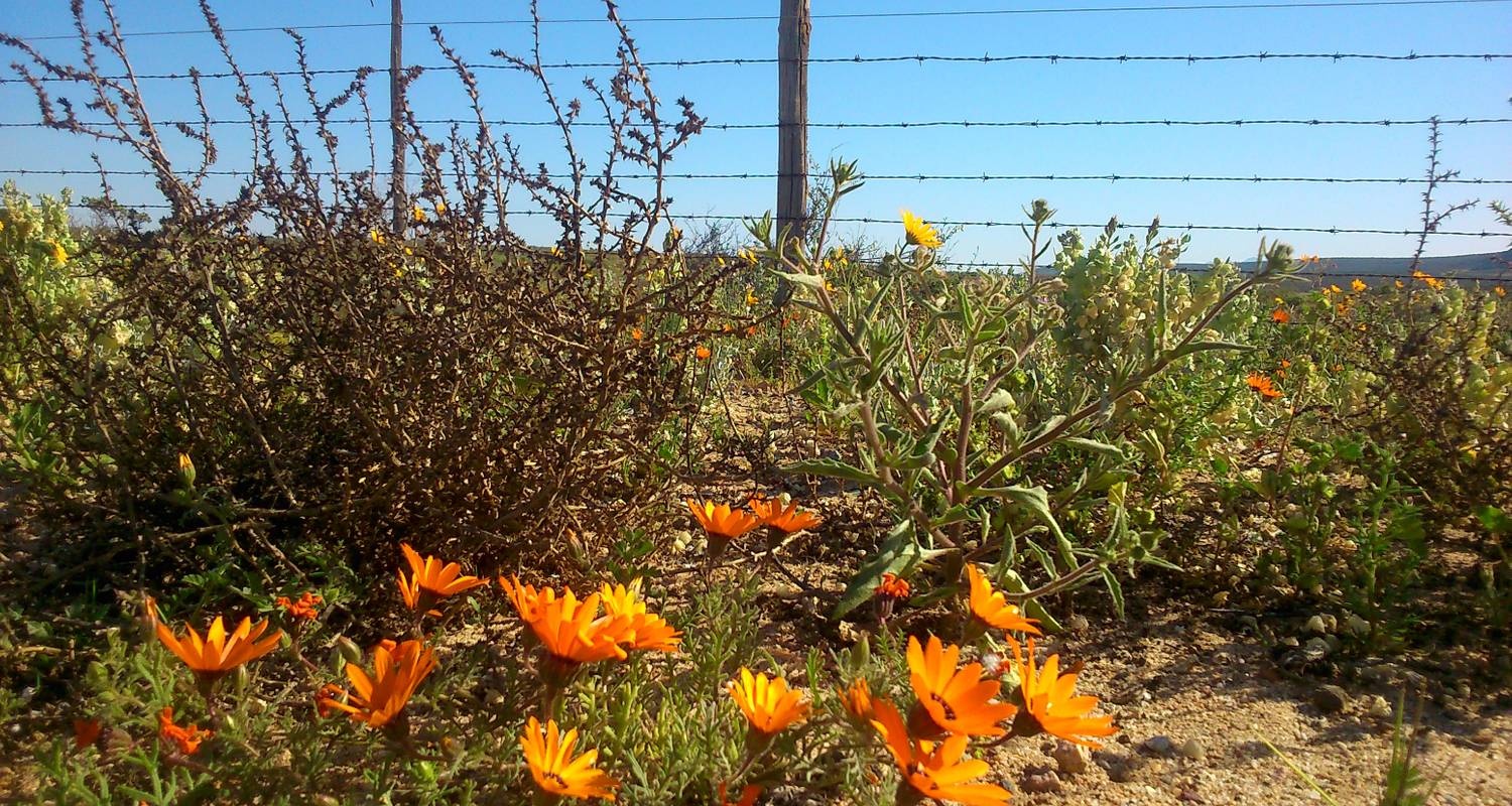 tourhub | HoneyBadger Travel & Tours | South Africa Flower Safari Namaqualand & West Coast 