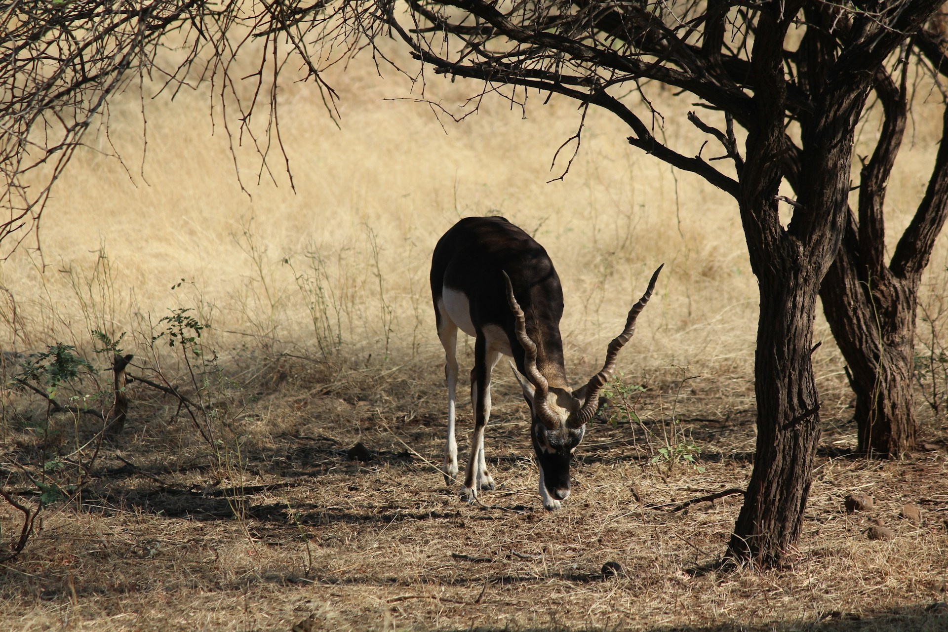 tourhub | Go Book Tours | Asiatic Lions with Bengal Tigers India Tour 