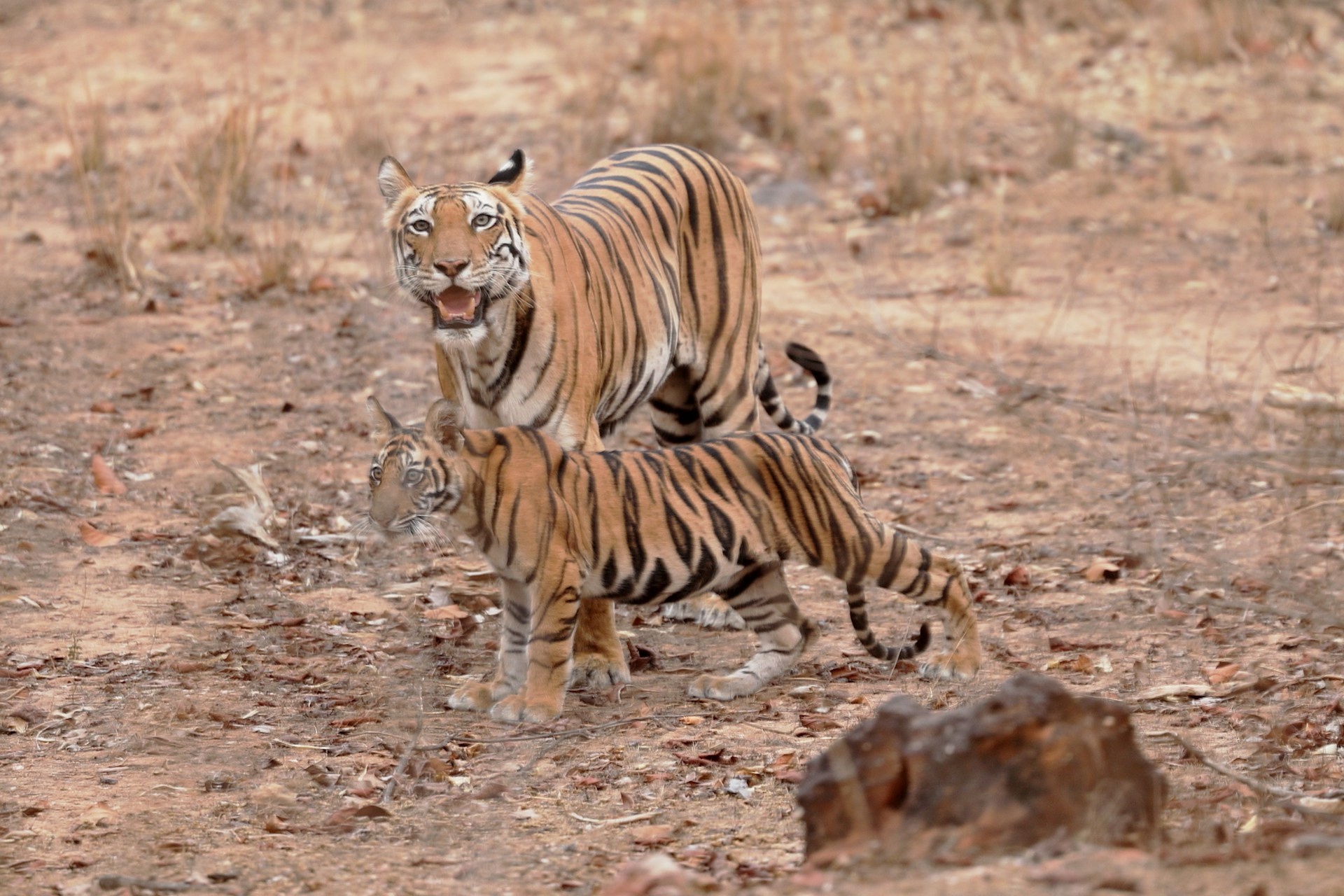 tourhub | Go Book Tours | Bandhavgarh Jungle Safari Tour Package 