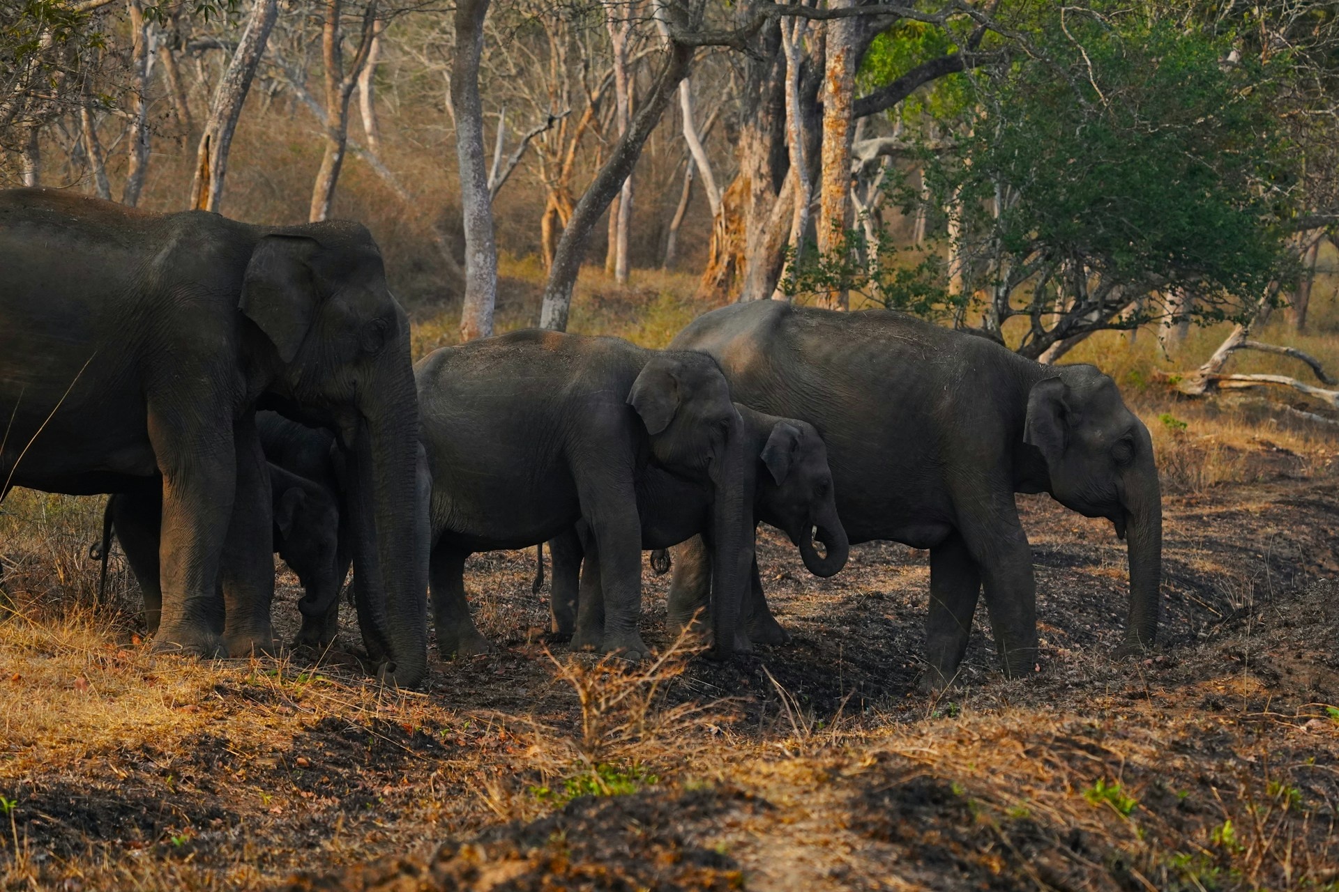 tourhub | Go Book Tours | Bandipur National Park Tour with Wayanad 