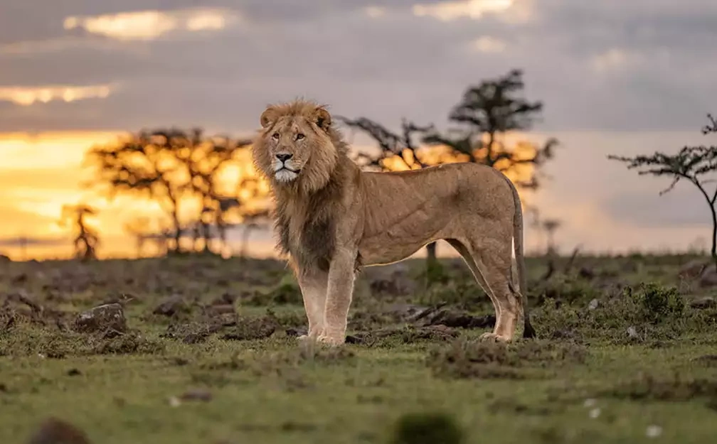 tourhub | Wildlife Dreams | Call Of The Masai Mara | Masai Mara Mar