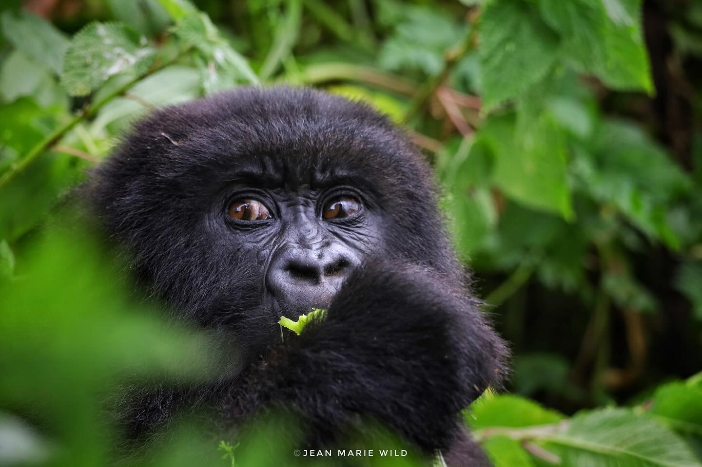 tourhub | 1000 Hills Safaris | Rwanda Gorilla & Golden Monkey with Canoe ride 