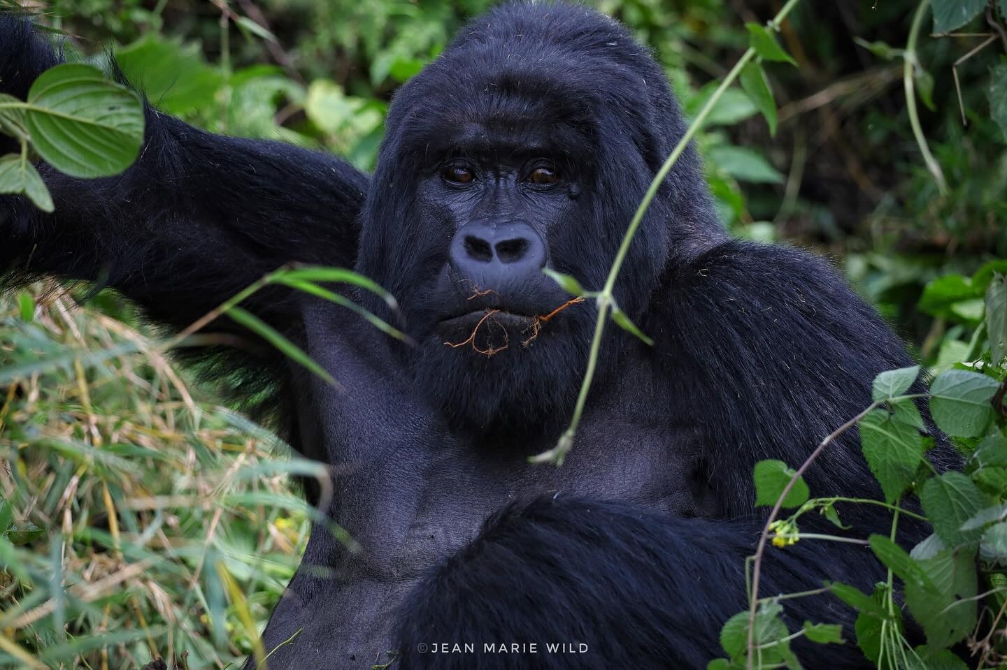 tourhub | 1000 Hills Safaris | Rwanda Gorilla & Golden Monkey with Canoe ride 