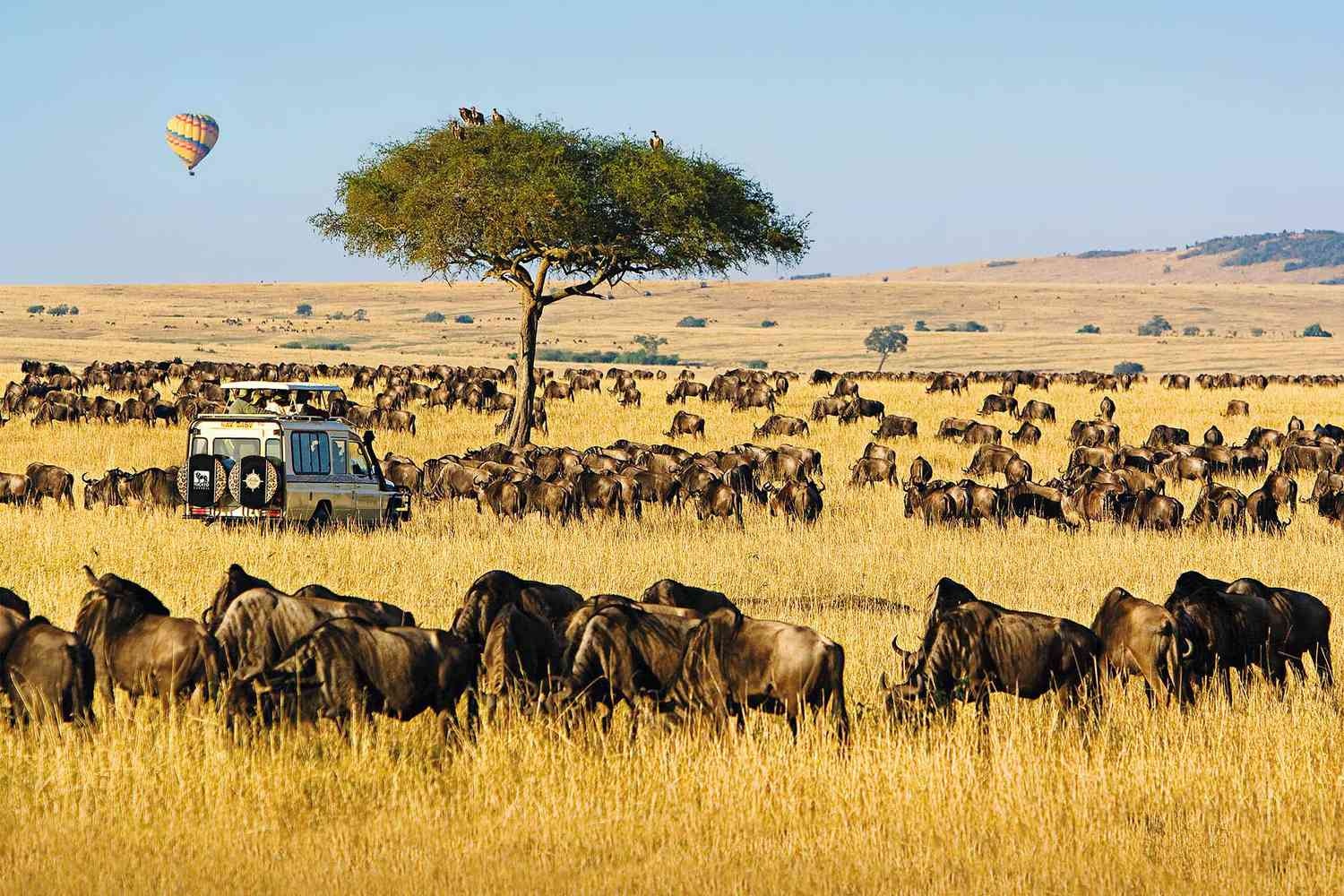 tourhub | Africa Safari Bookings Advisory Center | 13 Days Africa Private Guiding Tour Holiday Safari | 13 Days APG