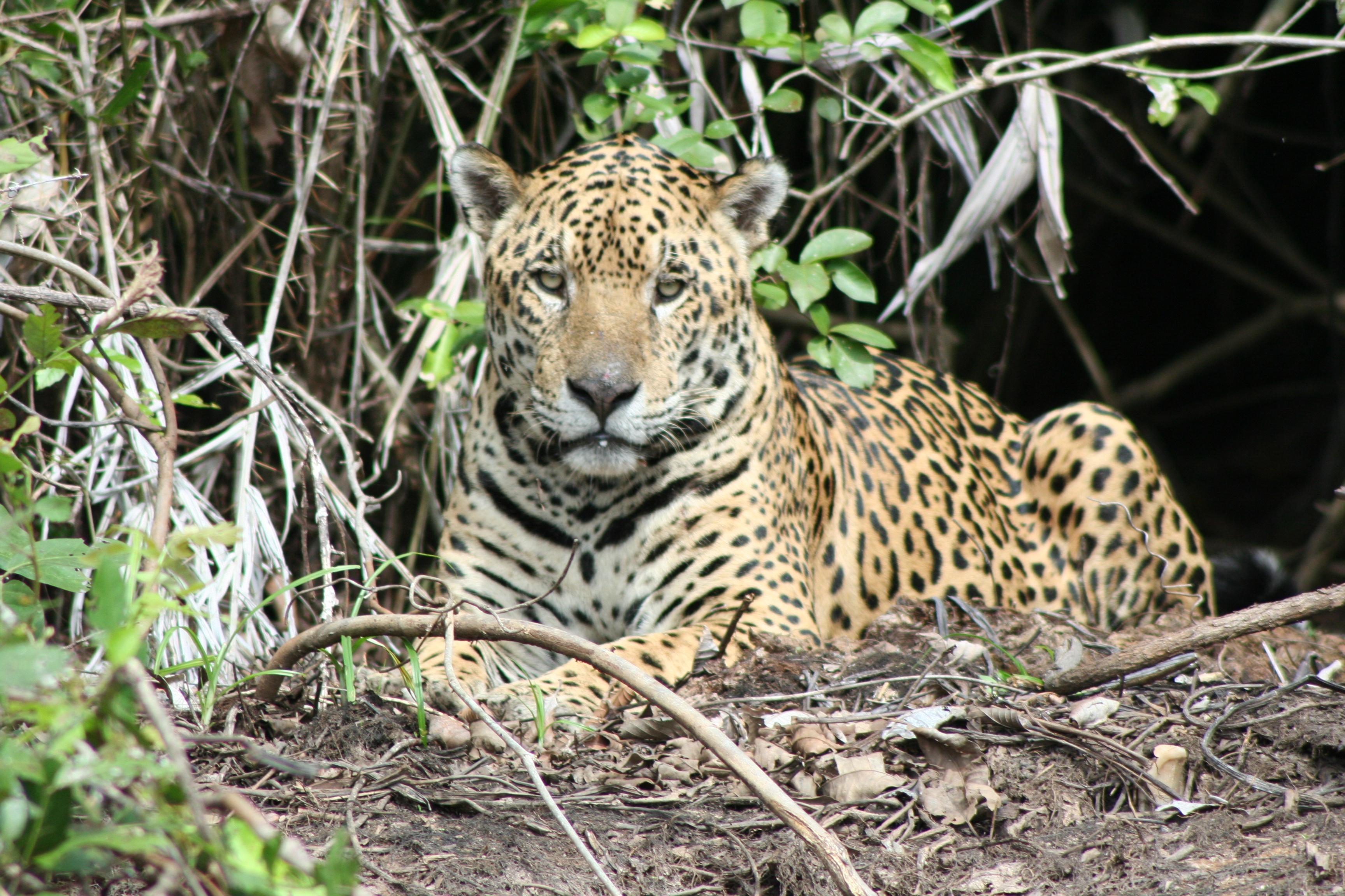 tourhub | Etours Brazil | Northern Pantanal round trip: Chapada dos Guimarães - Nobres - Pantanal - Jaguar safari 