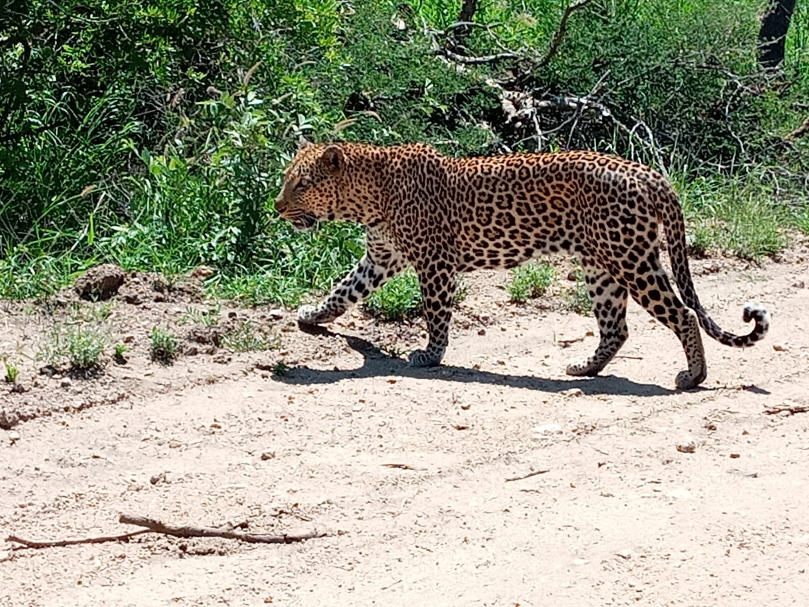 tourhub | Timeline Travel | 3-Day Kruger National Park Manyeleti Tour 