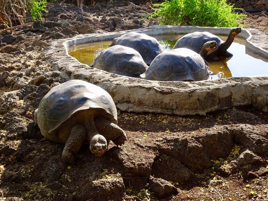 tourhub | Ecuador Galapagos Travels | 8 Days Galápagos Island Hopping Adventure: Wildlife & Wonders 