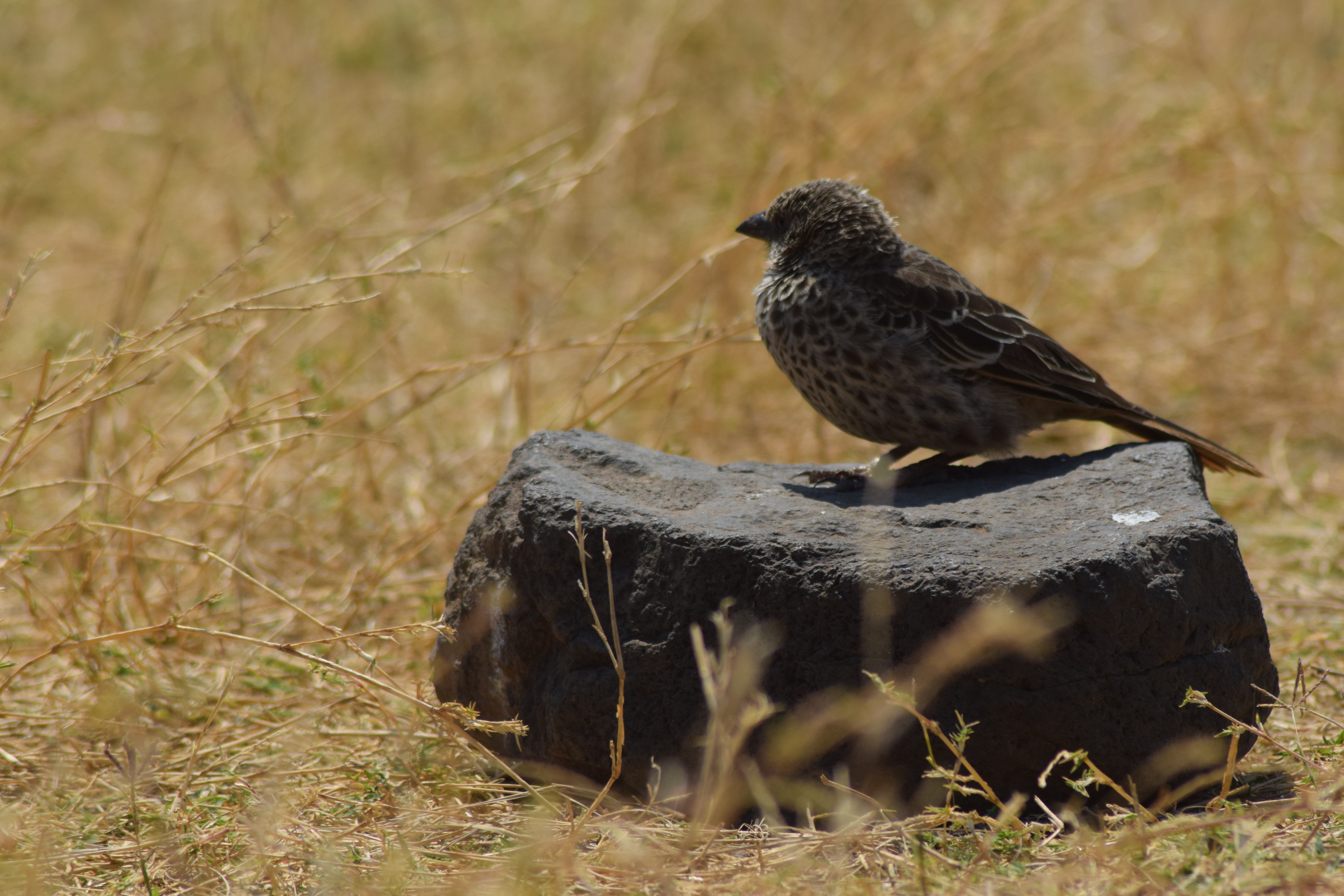 tourhub | Widerange African Safaris | 6 Days Calving Season Serengeti migration Safari private Safari 