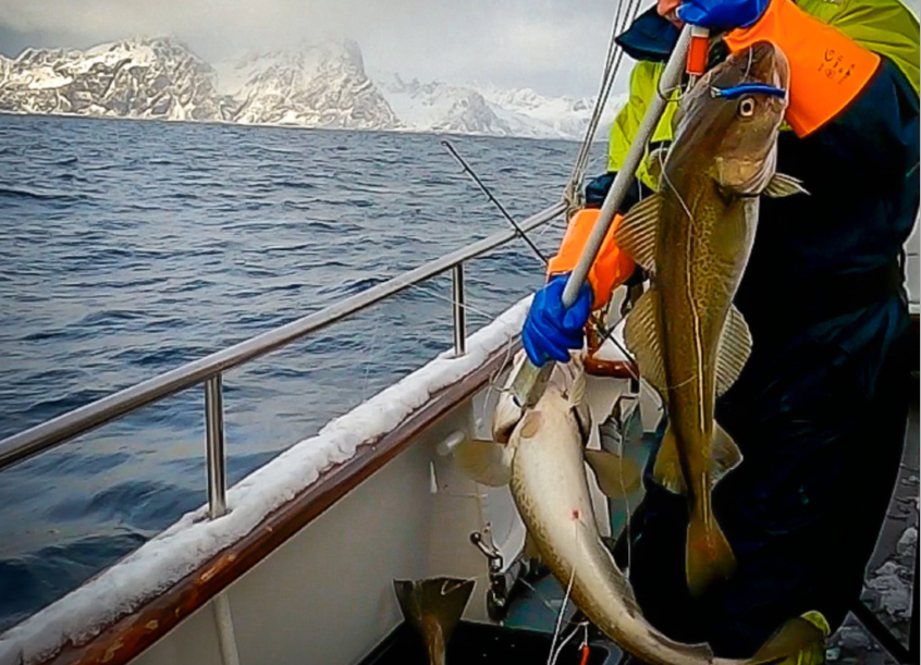 tourhub | World Sea Explorers AS | Winter Cod Fishing in Arctic Norway 