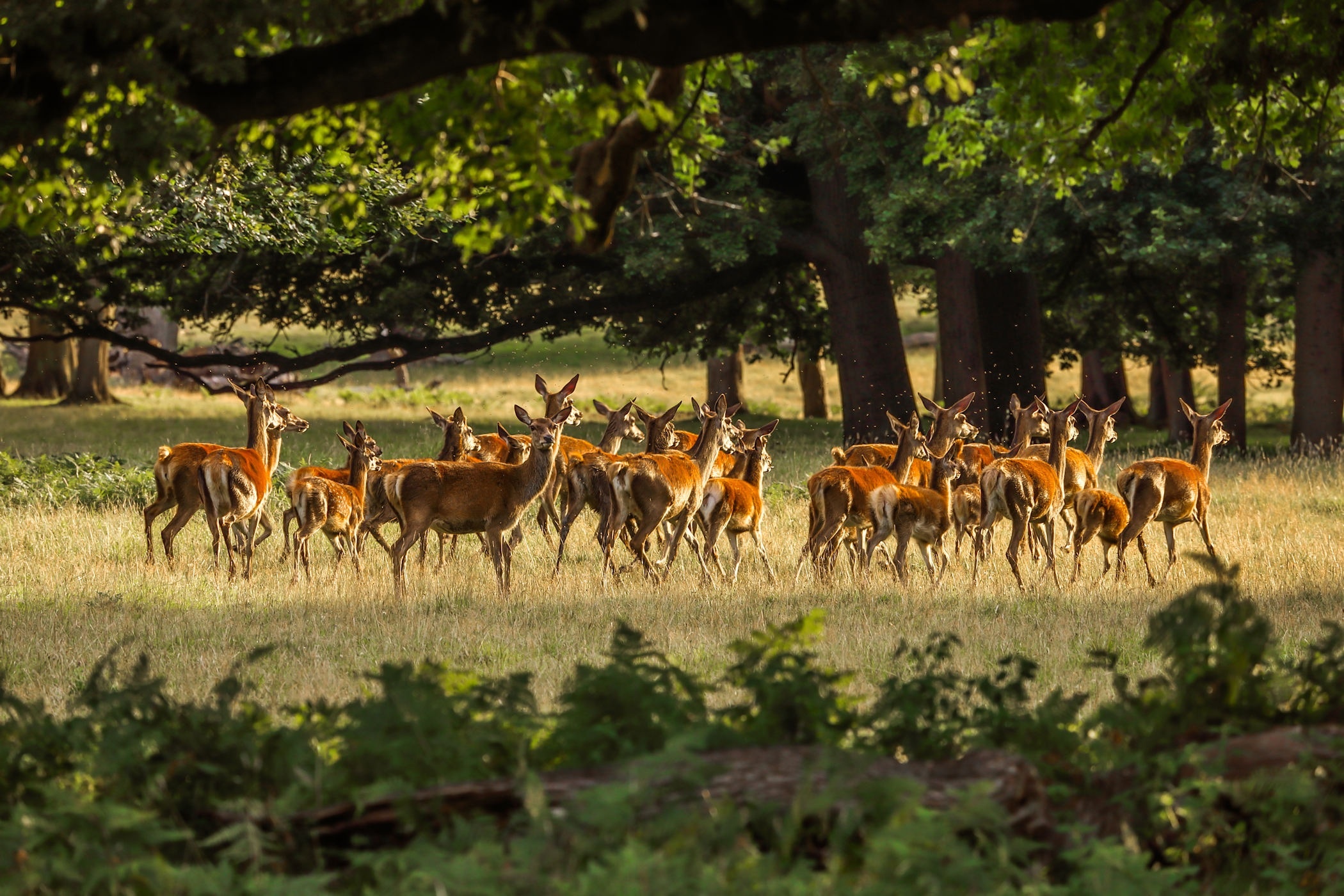 tourhub | The Voyages India | From Cochin: 2-Day  Thekkady and Periyar Wildlife sanctuary with Jeep Safari 