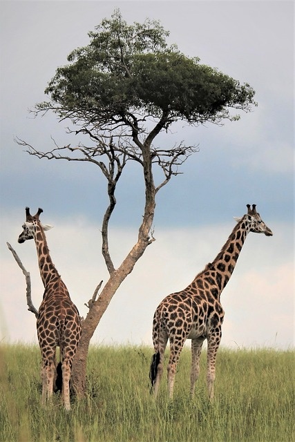 tourhub | Widerange African Safaris | Best 3 days Sharing safari package in Tanzania 