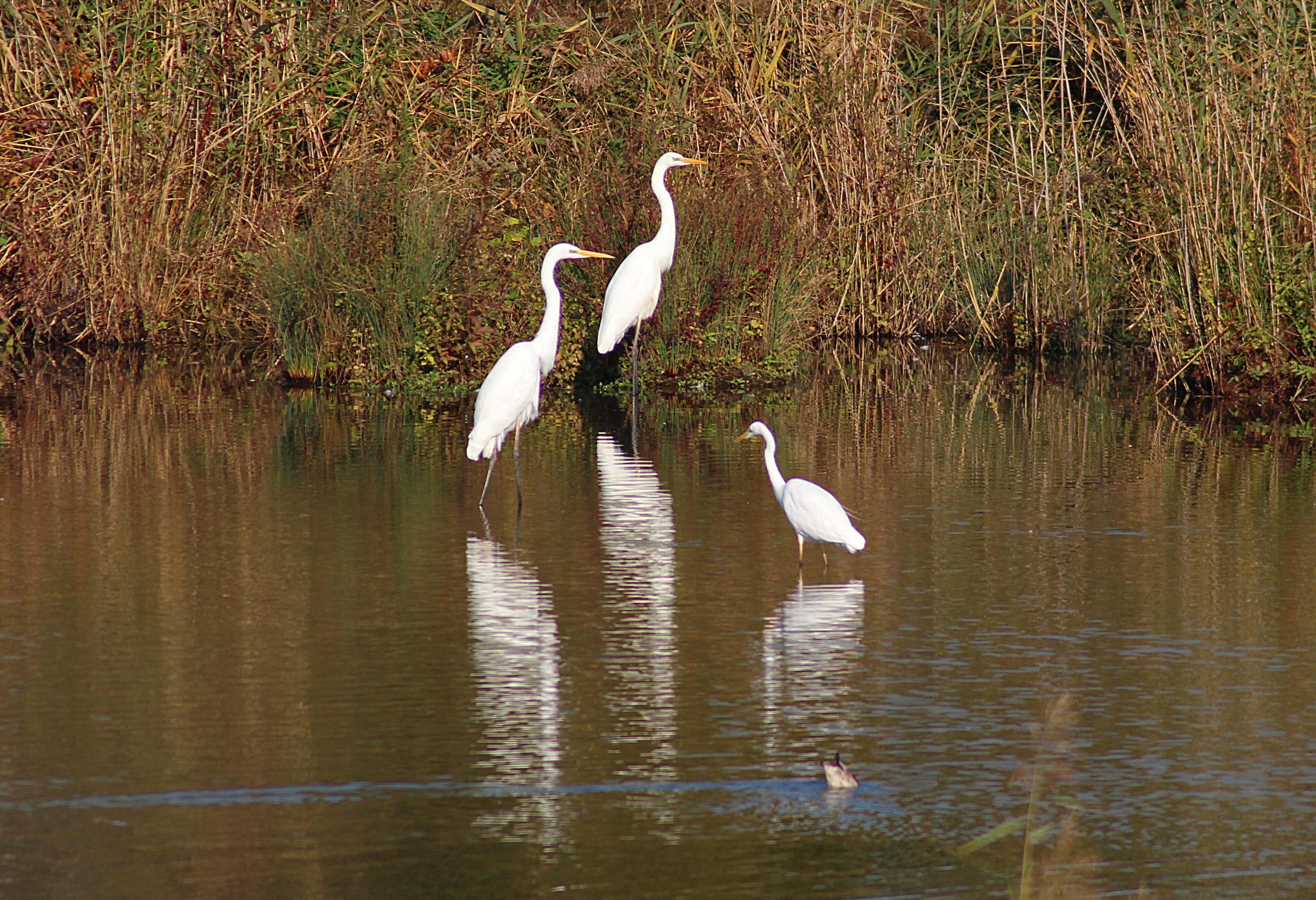 tourhub | The Voyages India | From Cochin: 2-Day  Thekkady and Periyar Wildlife sanctuary with Jeep Safari 