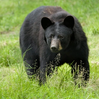 tourhub | Exodus Adventure Travels | Whales & Bears of British Columbia 