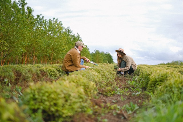 Axe: Hand Tools for Farming