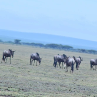 tourhub | Widerange African Safaris | 6 days 5 nights Tanzania safari | Tanzania Private Lodge Safaris 