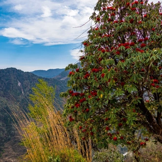 tourhub | Trek Central Pvt Ltd | Short Annapurna Base Camp Trek 