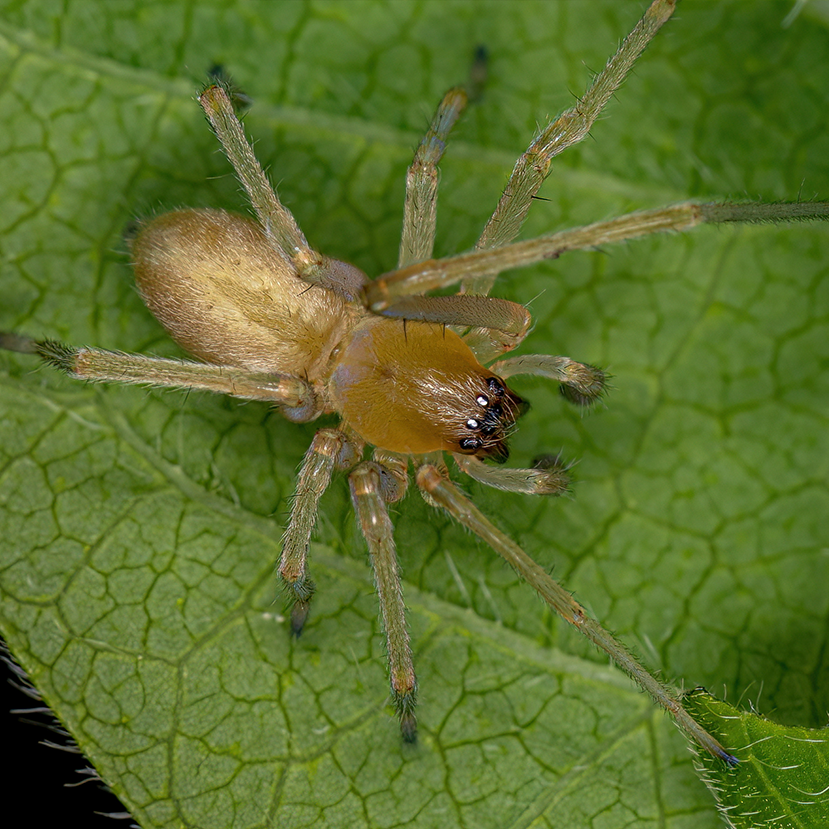 Yellow Sac Spiders - Spiders in South Africa