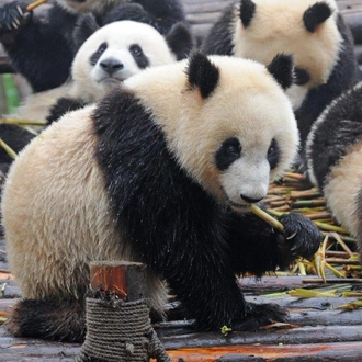 tourhub | Tui China | Warriors and Panda Bears, Private Tour 