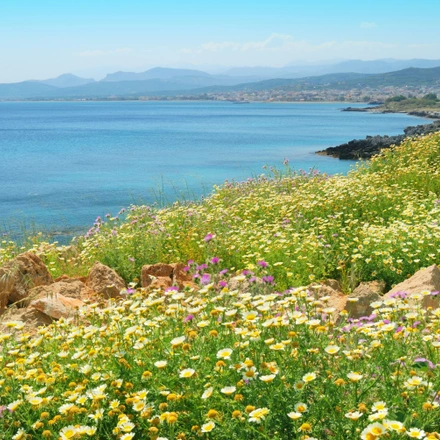 Spring Flowers of Crete