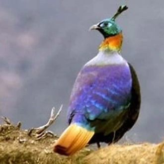 tourhub | Adventure Himalayan Travels & Treks | Bird watching tour 