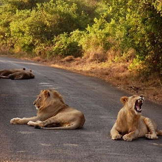 tourhub | Gracepatt Ecotours Kenya | Ngutuni Concervancy 2 Days Safari from Mombasa Beach 