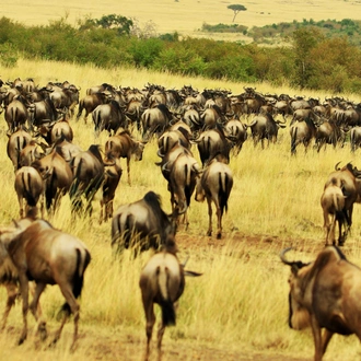 tourhub | Widerange African Safaris | Best 6 days Serengeti Migration Mara River Safari Tour Packages 