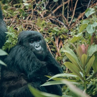 tourhub | Kawira Safaris Ltd | 2 days Uganda Gorilla Trek from Kigali 