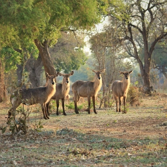 tourhub | Bundu Safaris Ltd | Zambia's Best Parks 