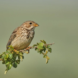 tourhub | Bunica Maria | Birding Danube Delta 